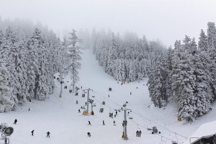 Snowy trees line the runs.