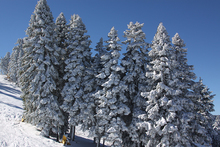 Snow trees are a sight for sore eyes!