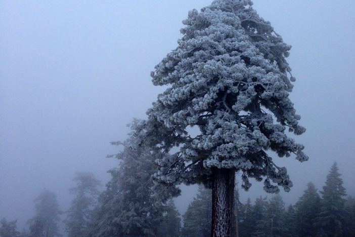 Early morning trees frosted with new snow.