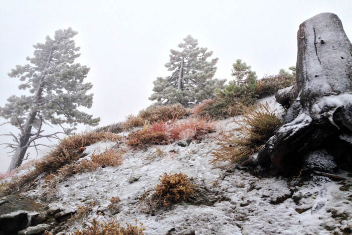 Freshly frosted snowbank.