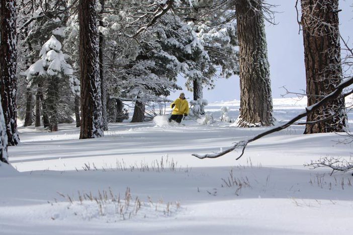 Fresh snow in the trees off Inferno Ridge