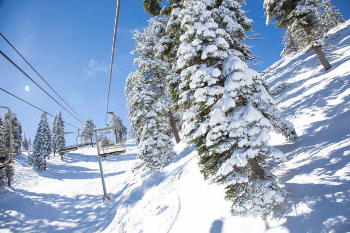 Snow covered trees line the Conquest lift