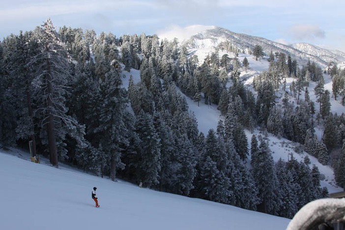 Fresh snow covers the trees.