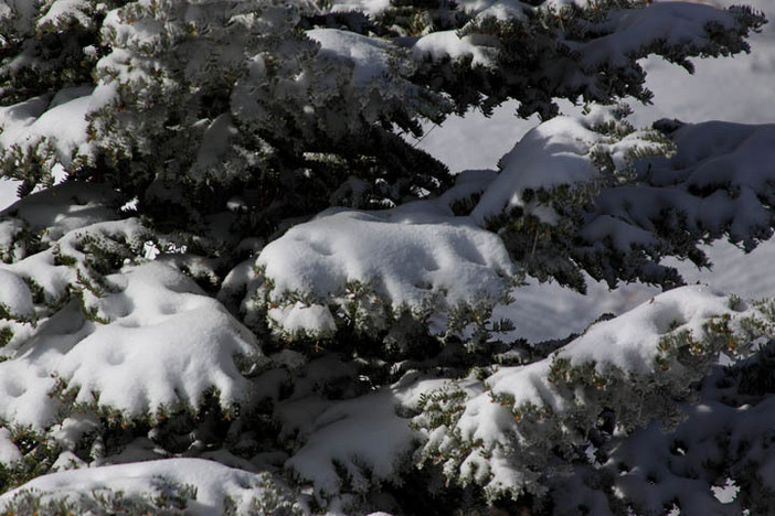 Few things more beautiful then fresh snow in the trees.