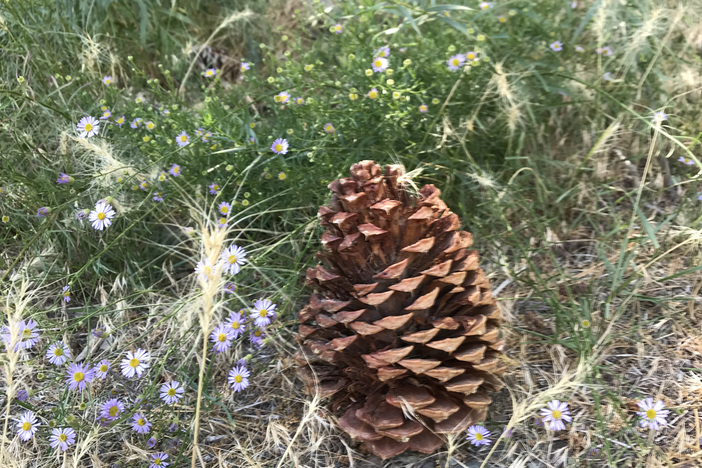 Lonely pine cone