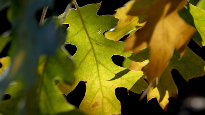 20181014_Fall Colors_backlit leaves