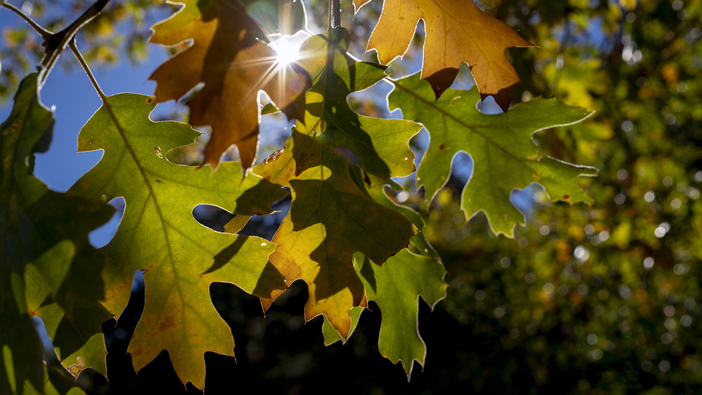 20181014_Fall Colors_sun