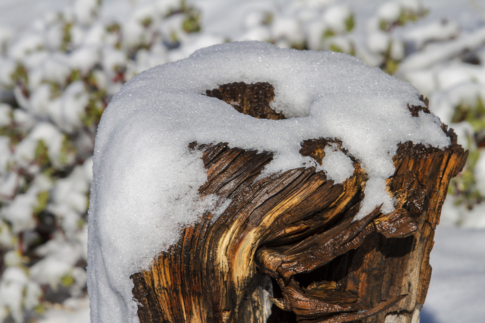 Snowy stump_7723.jpg