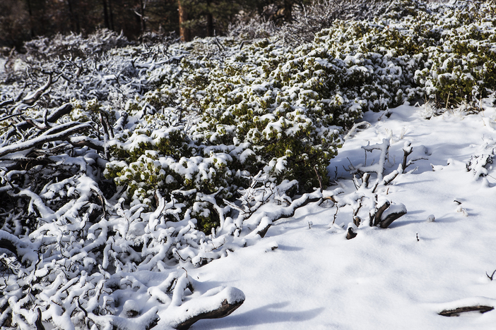 snowy field_9316.jpg