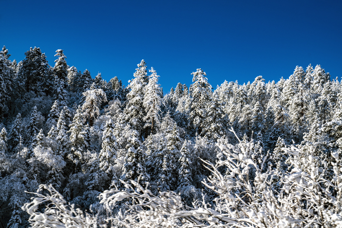 20191224 Snowy trees blue sky foot fresh snow_0203.jpg