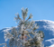 20191209 MHW Frosting on trees blue sky_dn PHOTOS0424.jpg