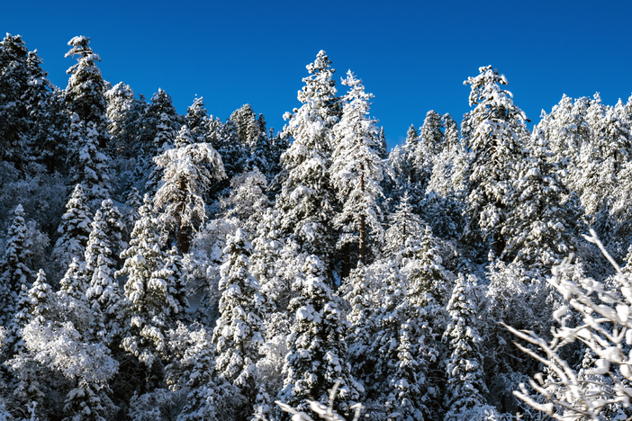 20191224 Snowy trees blue sky foot fresh snow_0203 tight.jpg