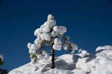 20191224 Snowy trees blue sky foot fresh snow_0299.jpg