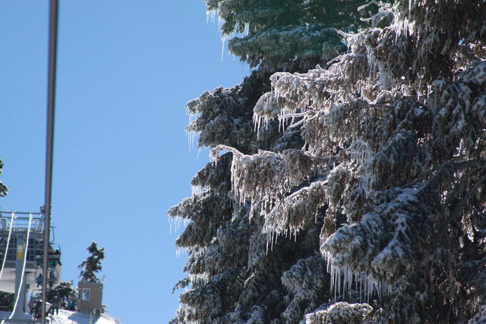 The Trees!! The Trees!