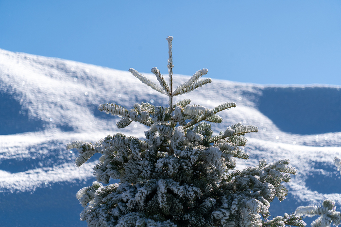 20191209 MHW Frosting on trees blue sky_dn PHOTOS0435.jpg