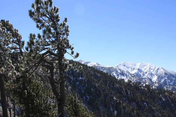 Mt. Baldy looming in the distance.