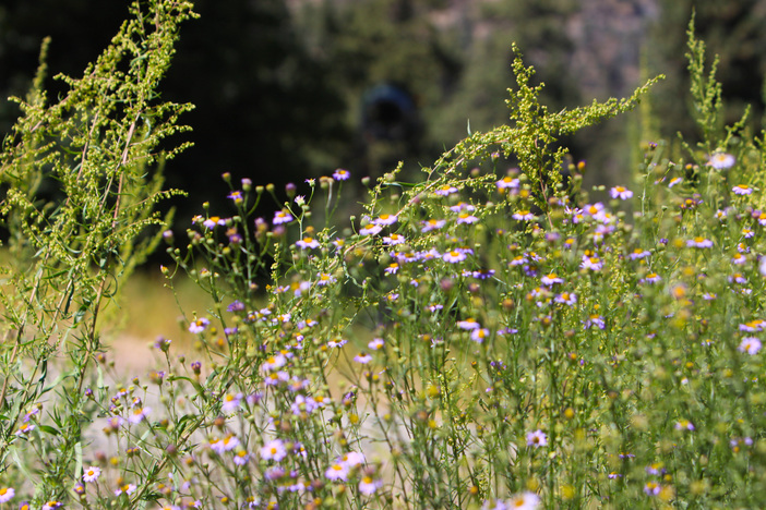 The flora is on point this time of year.