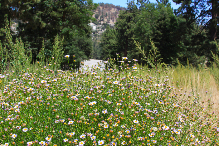 The mountain is alive and beautiful. Get out today and escape back to nature.