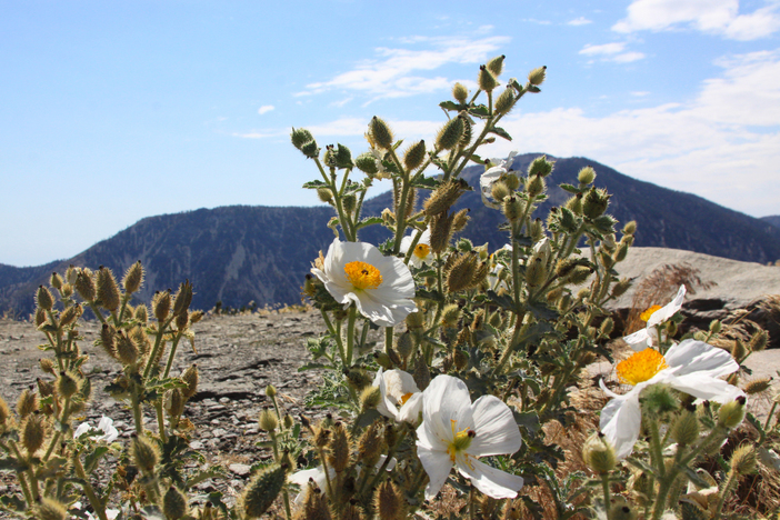 Mt. Baden Powell looming in the distance.