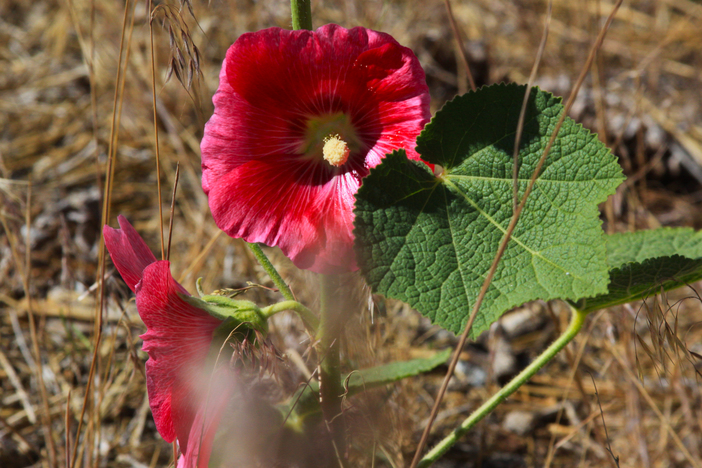 A beautiful red flower found on The Wedge.