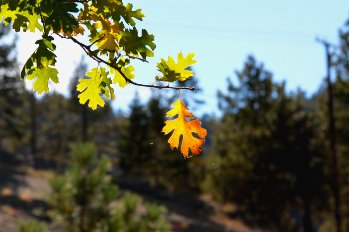 The leaves are on full display this time of year.