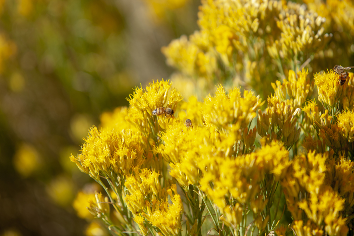 Feeling busy as a Bee these days getting ready for winter.