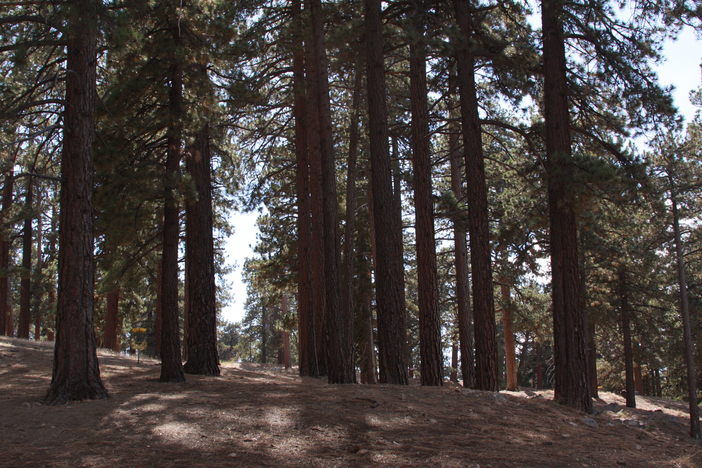 Love the trees at our North Resort.